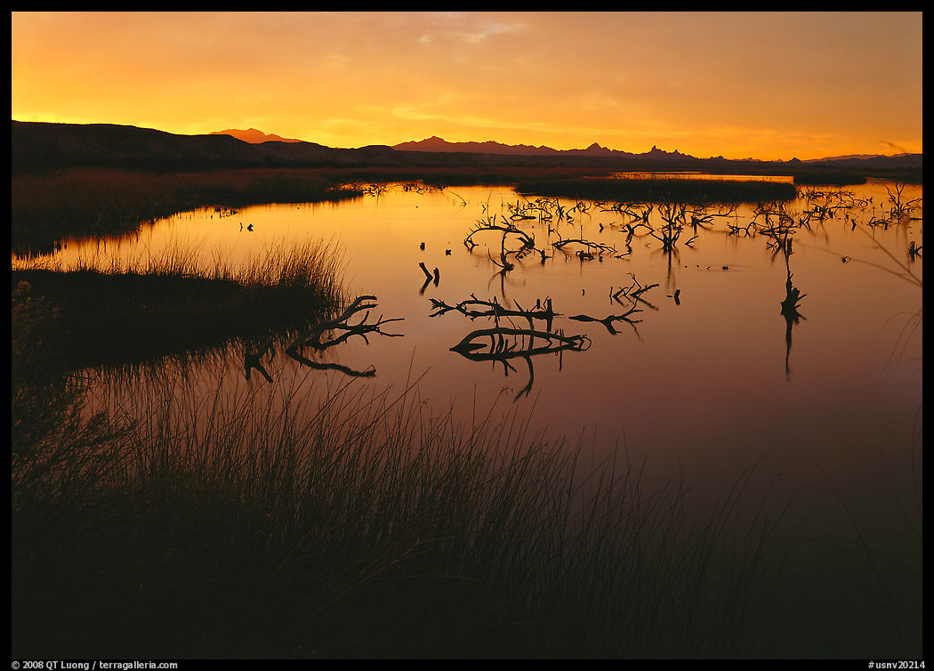 Wetlands at sunrise, Havasu National Wildlife Refuge. Nevada, USA