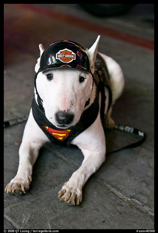 Puppy wearing Harley-Davidson gear. Reno, Nevada, USA