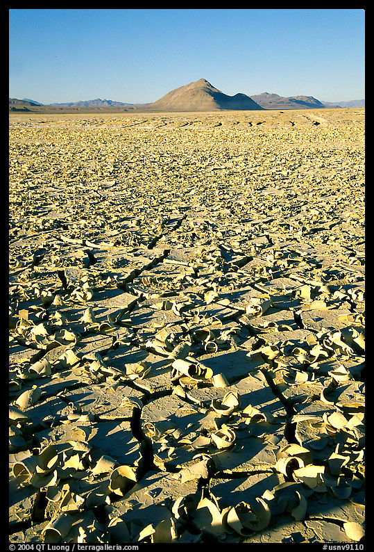 Playa with peeling dried mud, early morning. Black Rock Desert, Nevada, USA