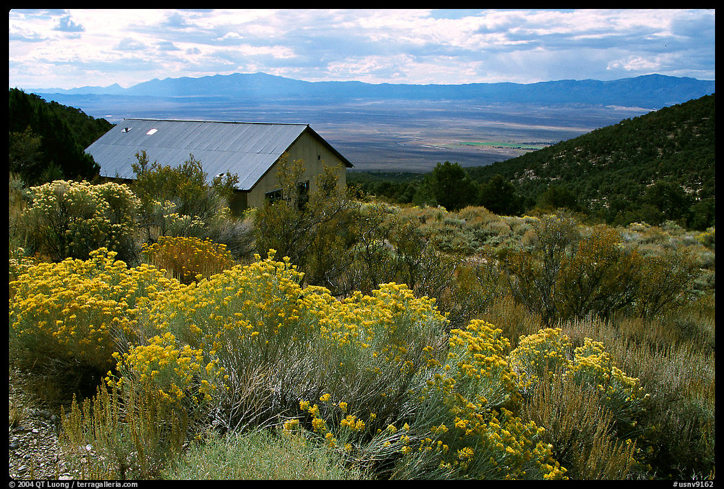 Sage in bloom and cabin, Snake Range. Nevada, USA