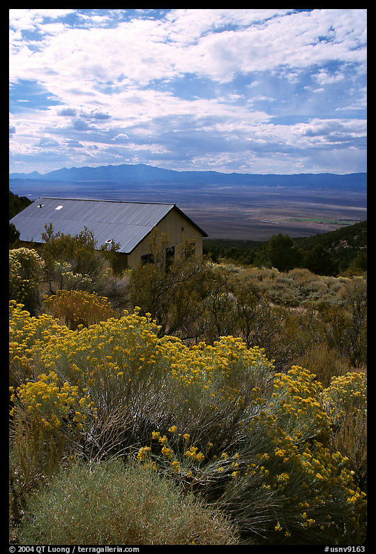 Sage in bloom and cabin, Snake Range. Nevada, USA