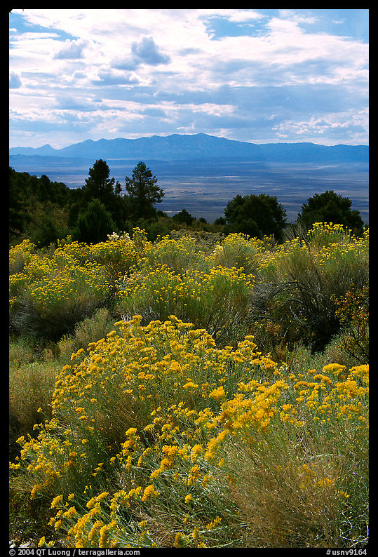 Sage in bloom, Snake Range. Nevada, USA