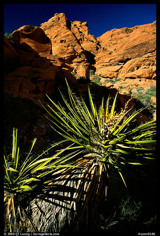Yucca and red rocks. Red Rock Canyon, Nevada, USA