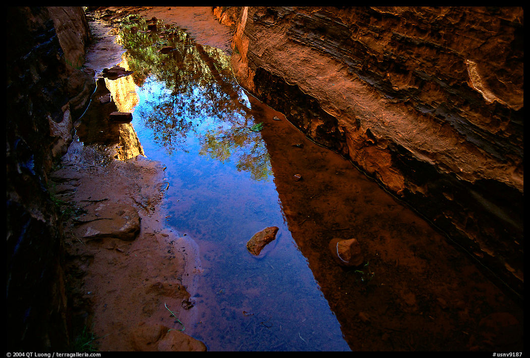 Sandstone walls refected in a spring. Red Rock Canyon, Nevada, USA