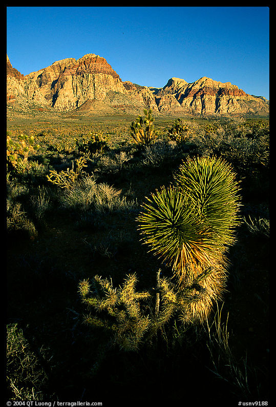 Yucca and cliffs. Red Rock Canyon, Nevada, USA
