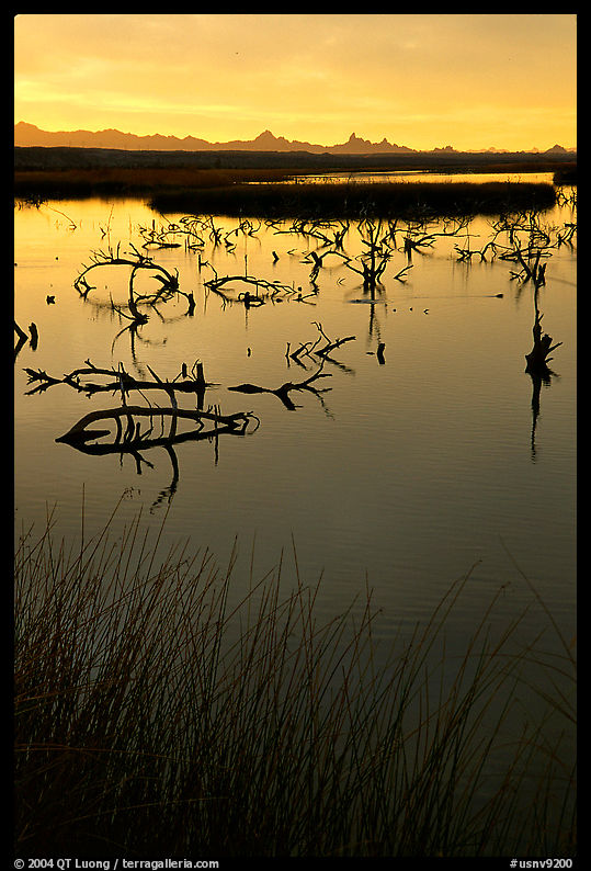 Marsh at sunrise, Havasu National Wildlife Refuge. Nevada, USA