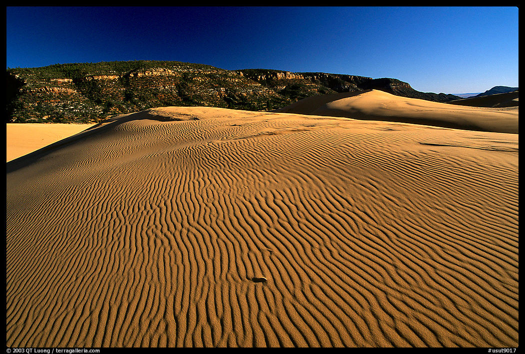 Ripples on sand dune, late afternoon, Coral Pink Sand Dunes State Park. Utah, USA