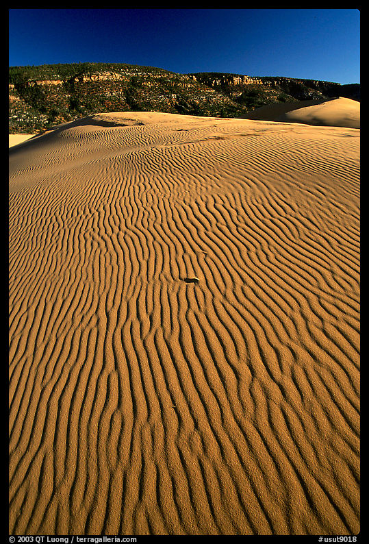 Ripples on sand dune, late afternoon, Coral Pink Sand Dunes State Park. Utah, USA