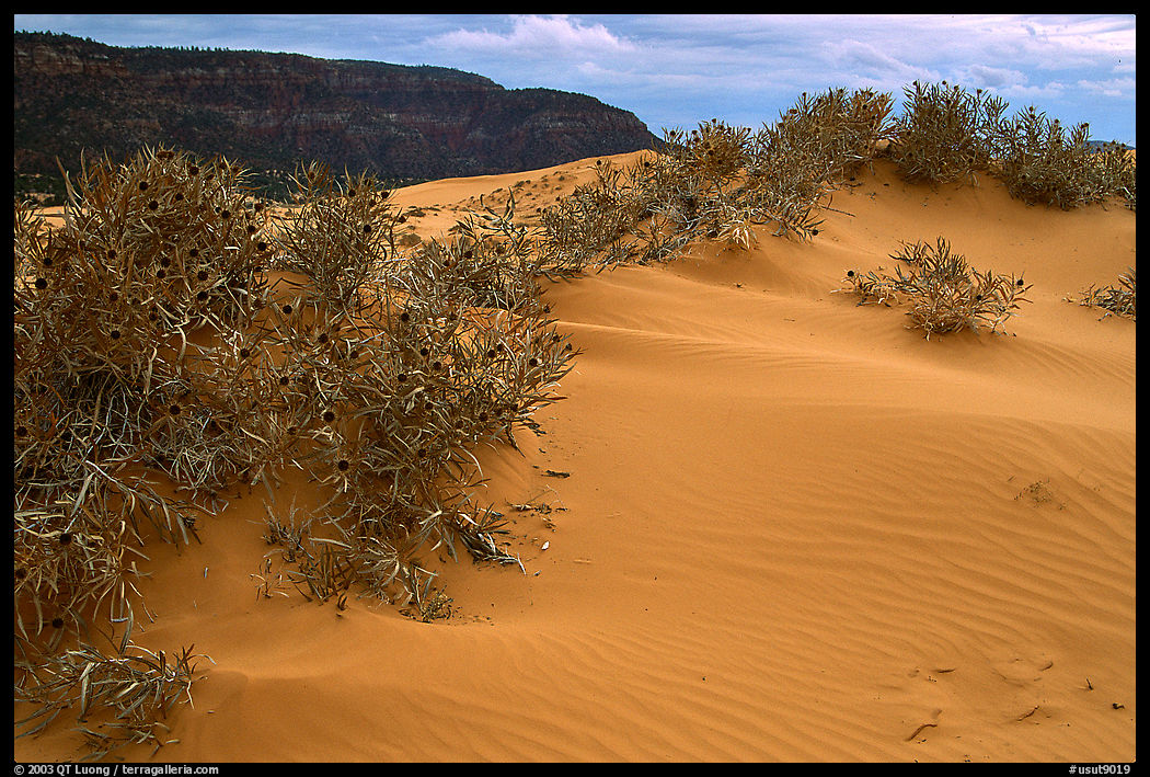 Sand dunes and bushes, Coral Pink Sand Dunes State Park. Utah, USA