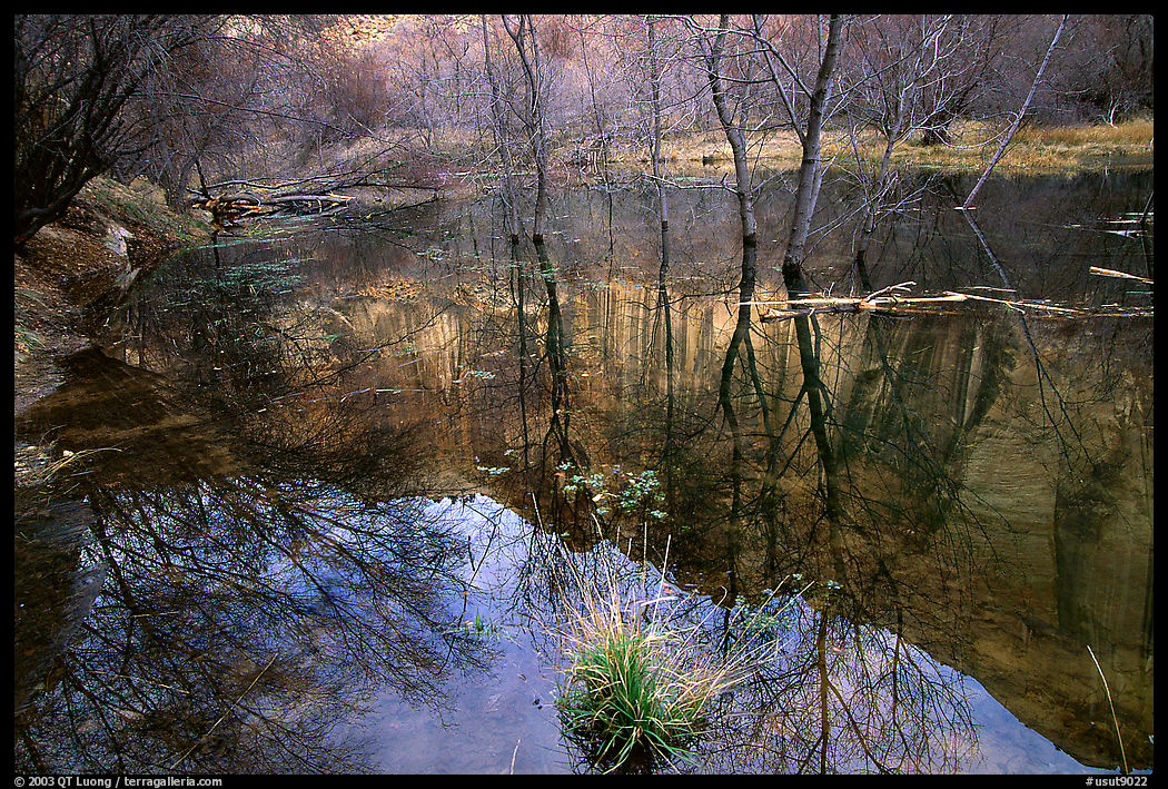 Canyon and tree reflections, Calf Creek, Grand Staircase Escalante National Monument. Utah, USA