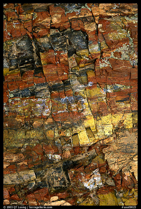 Petrified wood, Escalante Petrified Forest State Park. Utah, USA