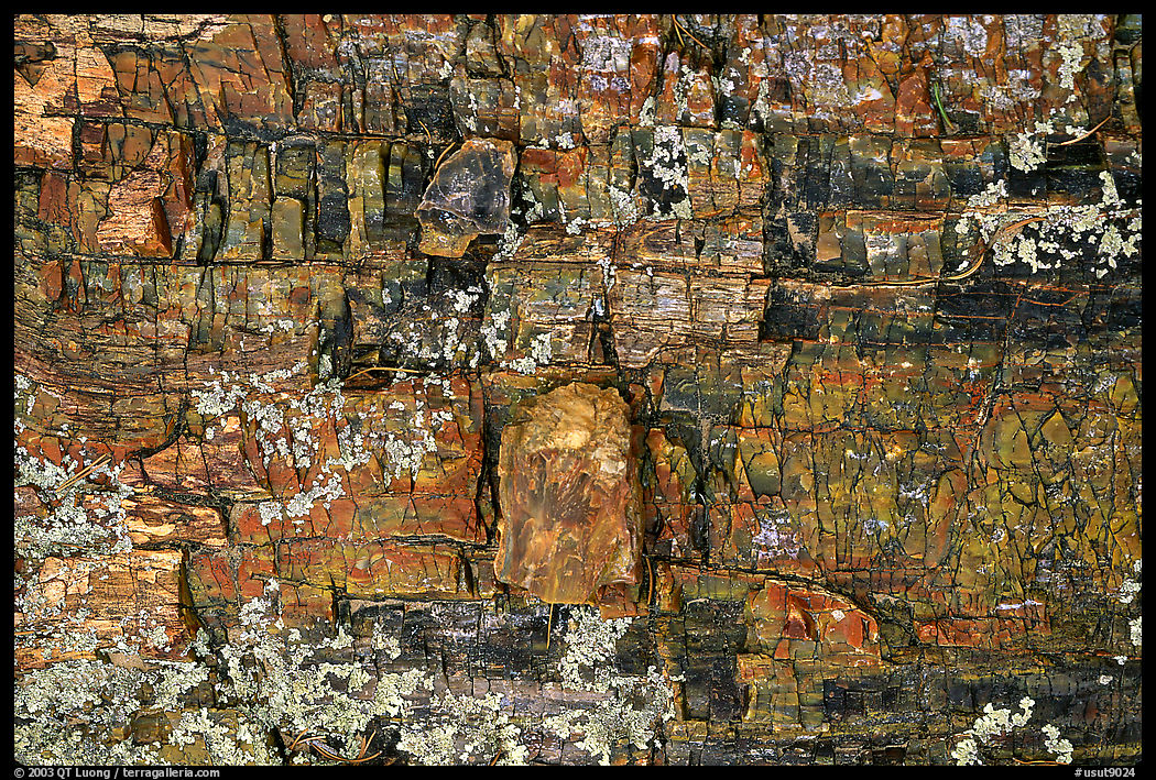 Petrified wood, Escalante Petrified Forest State Park. Utah, USA