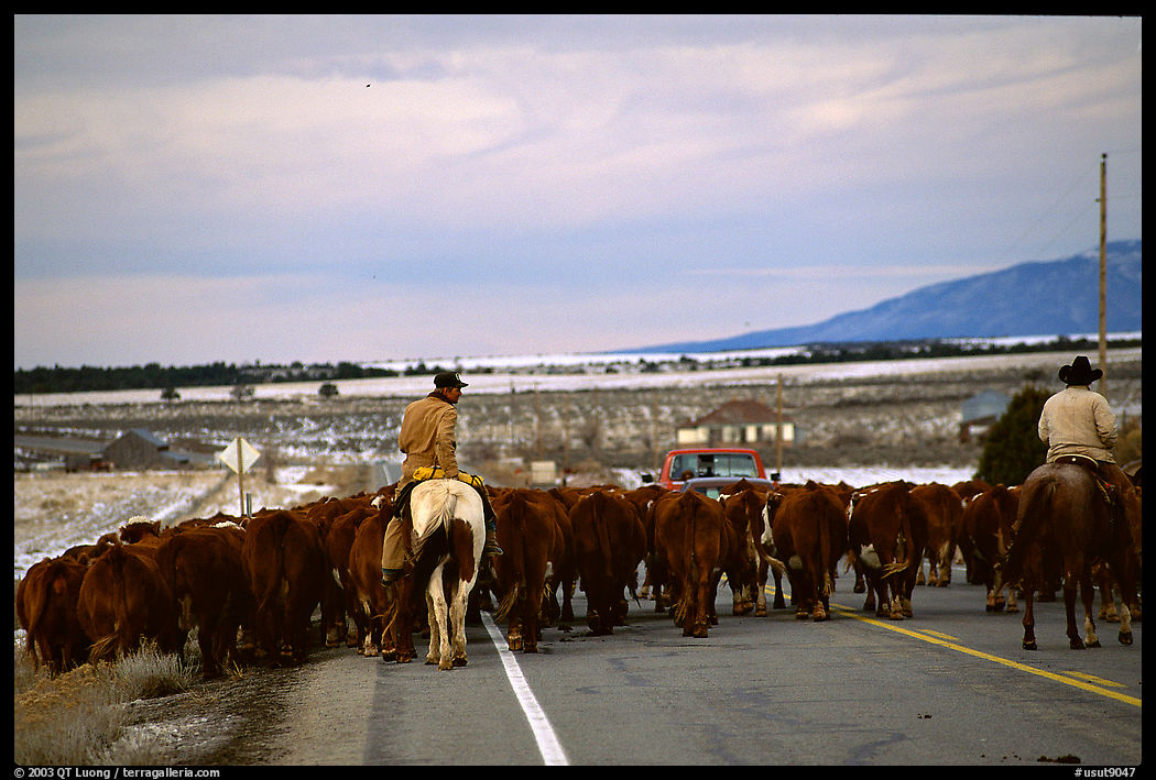 Cowboys escorting cattle on a road near Moab. Utah, USA