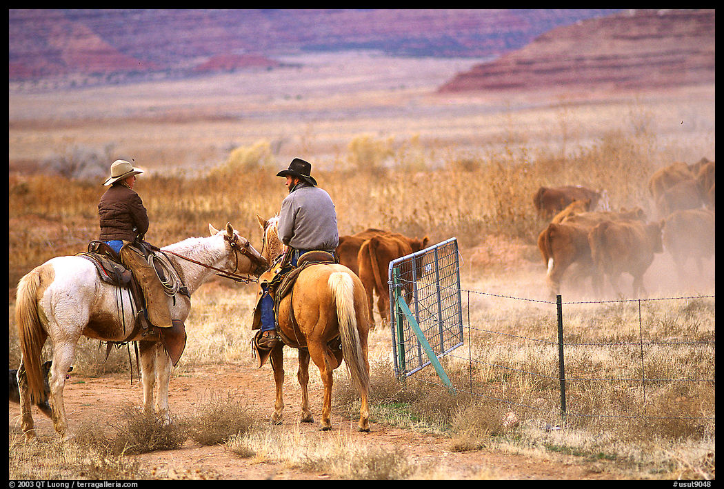 Cowboys and cattle near Moab. Utah, USA