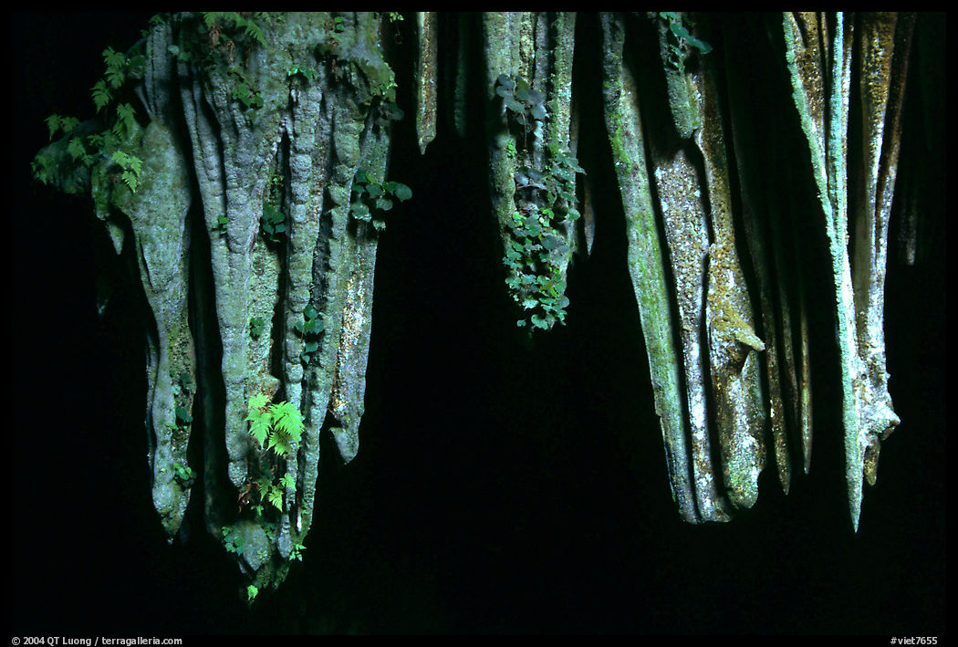 Stalactite in upper Phong Nha Cave. Vietnam