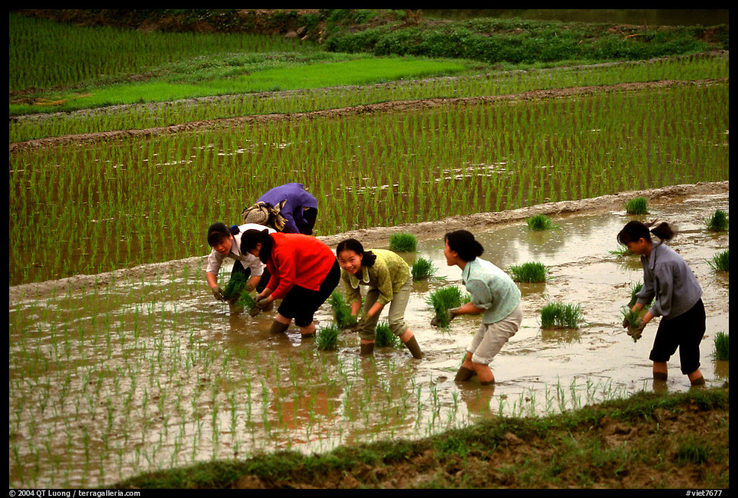 Women tending to rice fields. Vietnam