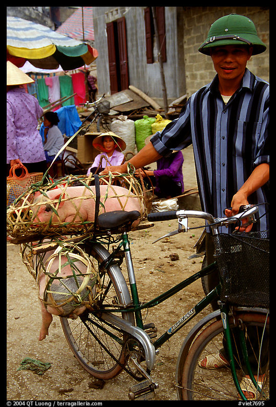 Man with a newly bought pig loaded on his bicycle, That Khe market. Northest Vietnam