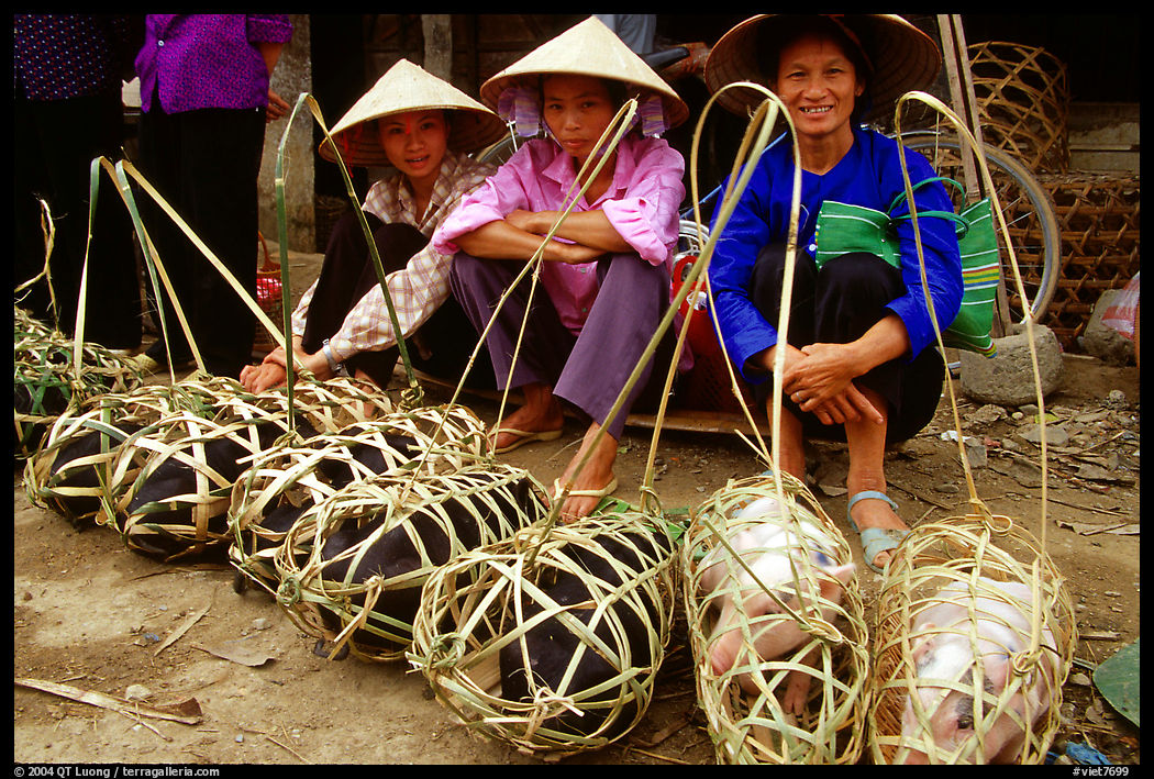 Live pigs all packed for sale, That Khe market. Northest Vietnam