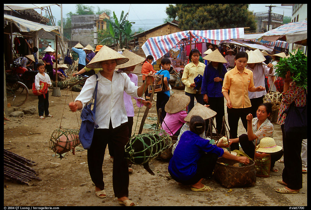 Woman carrying two live pigs, That Khe market. Northest Vietnam