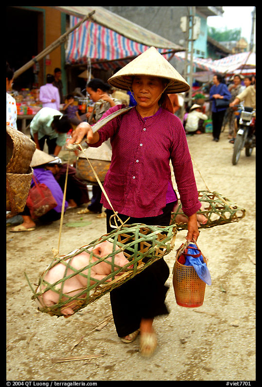 Woman carrying two live pigs, That Khe market. Northest Vietnam
