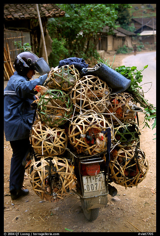 Motorcyclist loaded with live poultry. Northest Vietnam