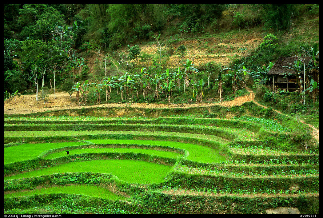 Rice terraces. Northeast Vietnam