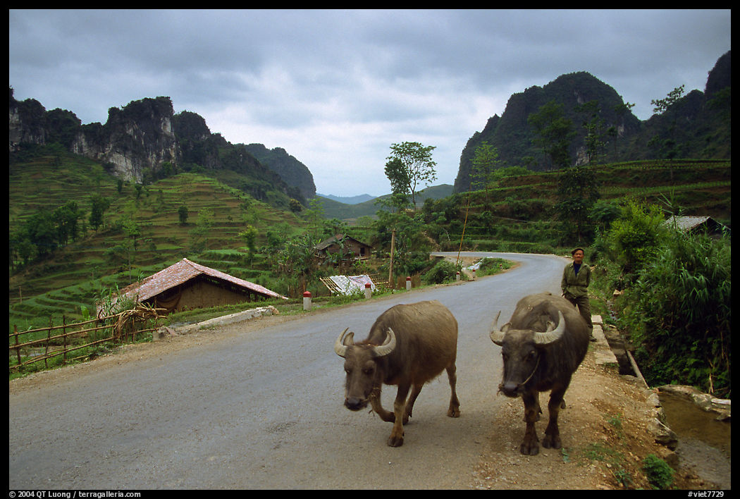Man walking down two water buffaloes down the road, Ma Phuoc Pass area. Northeast Vietnam