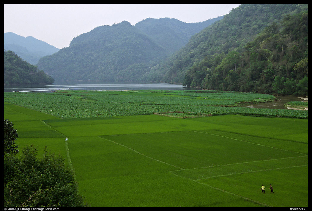 Rice fields below the Pac Ngoi village on the shores of Ba Be Lake. Northeast Vietnam