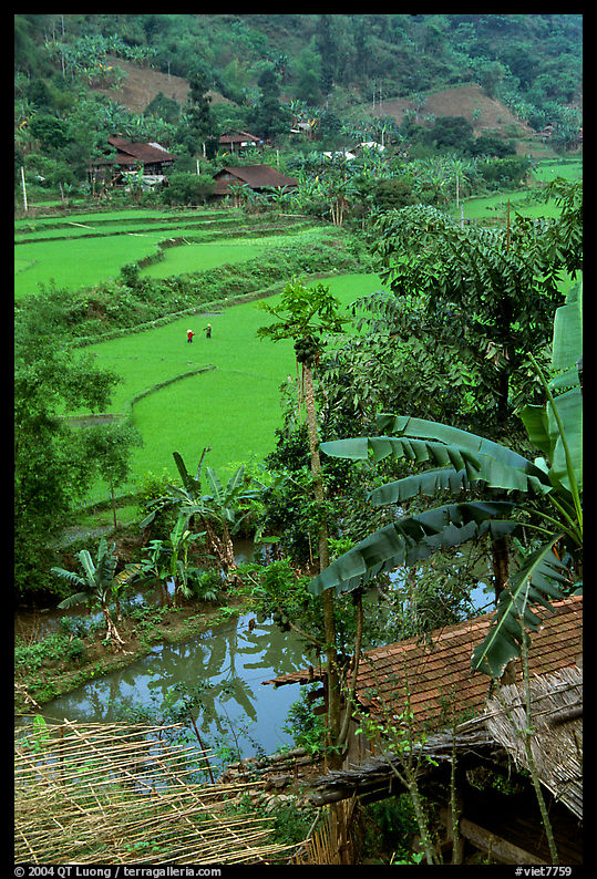 Rice fields near Cho Ra. Northeast Vietnam