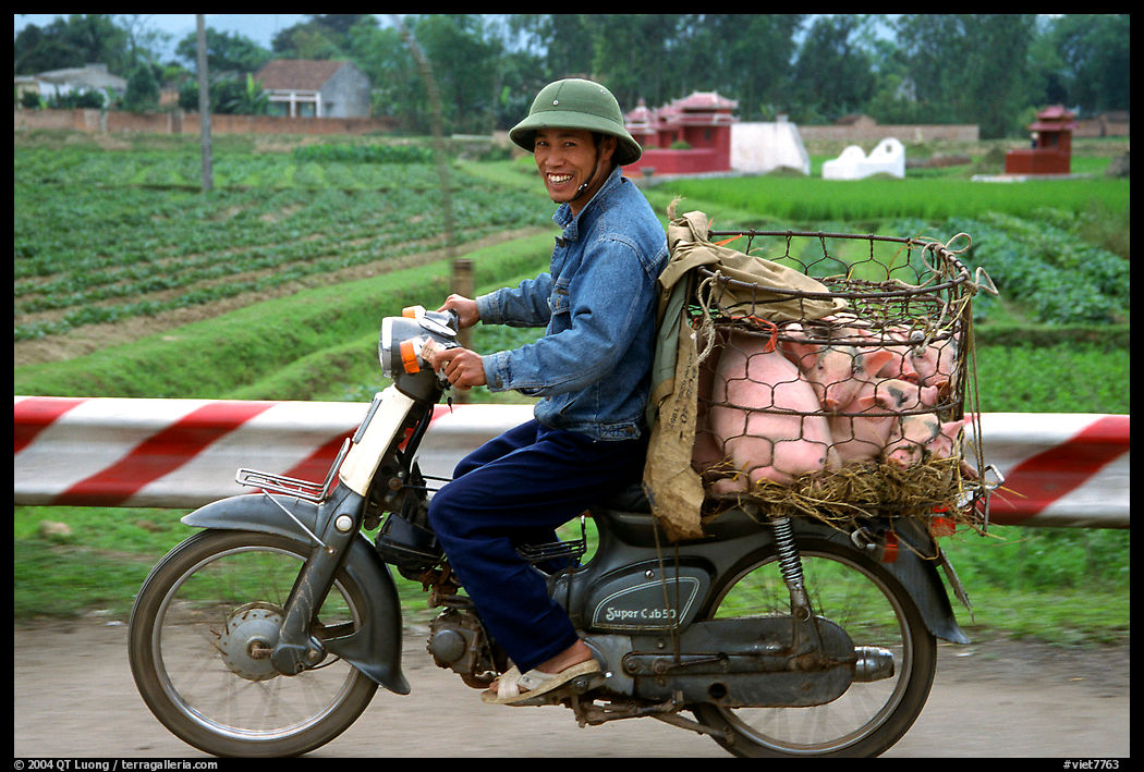 Motorcyclist carrying live pigs. Vietnam