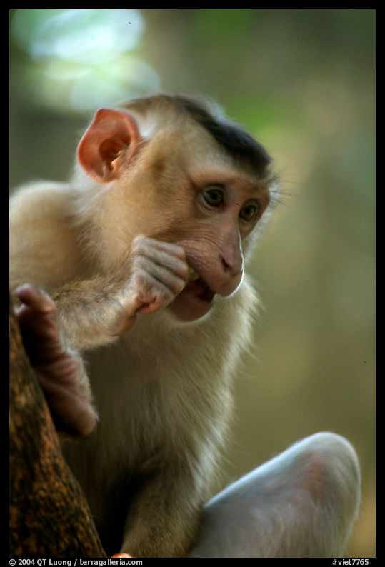 Monkey. Vietnam