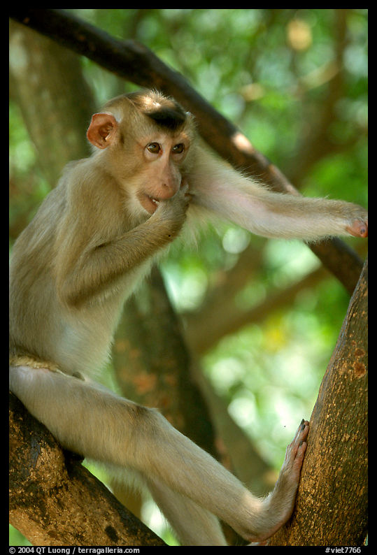 Monkey. Vietnam