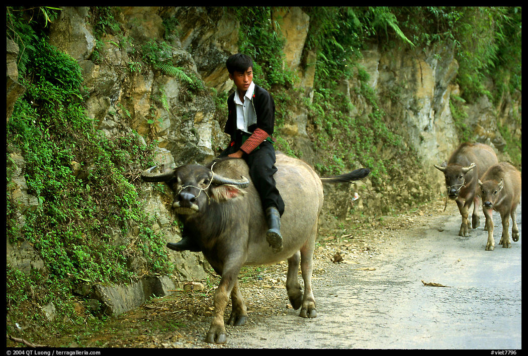 Hmong man riding a water buffalo near Yen Chay. Northwest Vietnam