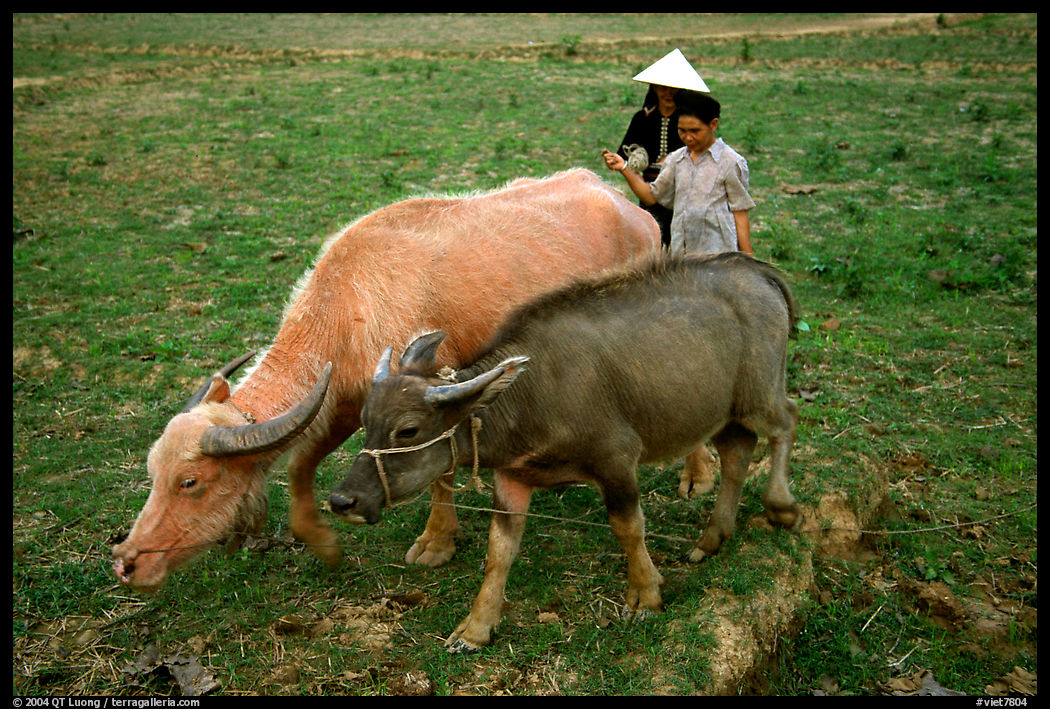 Thai women guiding water buffaloes in the field, near Son La. Northwest Vietnam