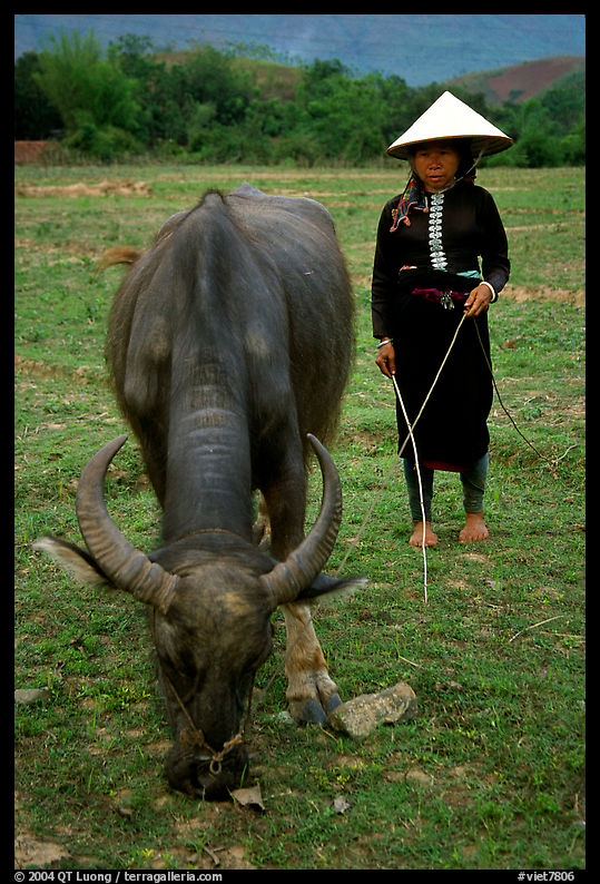 Thai women wearing her traditional dress and the Vietnamese conical hat, with water buffalo, near Son La. Northwest Vietnam