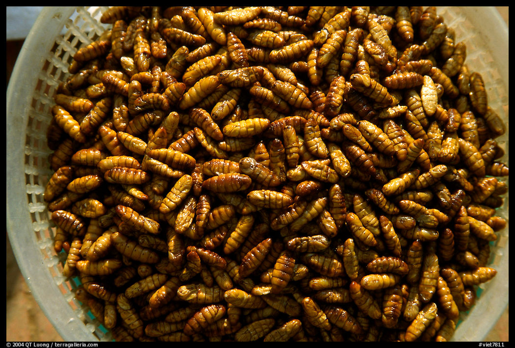 A dish of insect larvae, Son La. Northwest Vietnam