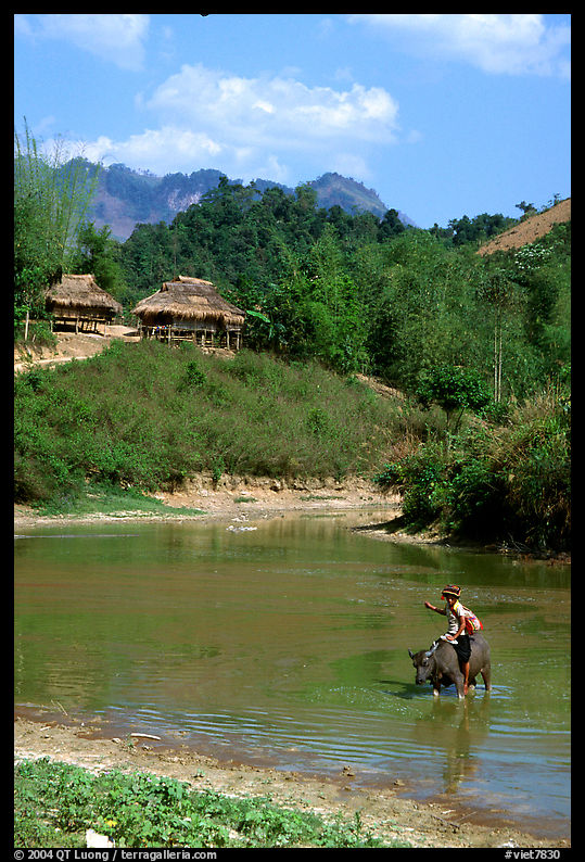 Thai woman riding a water buffalo across a pond near a village, near Tuan Giao. Northwest Vietnam