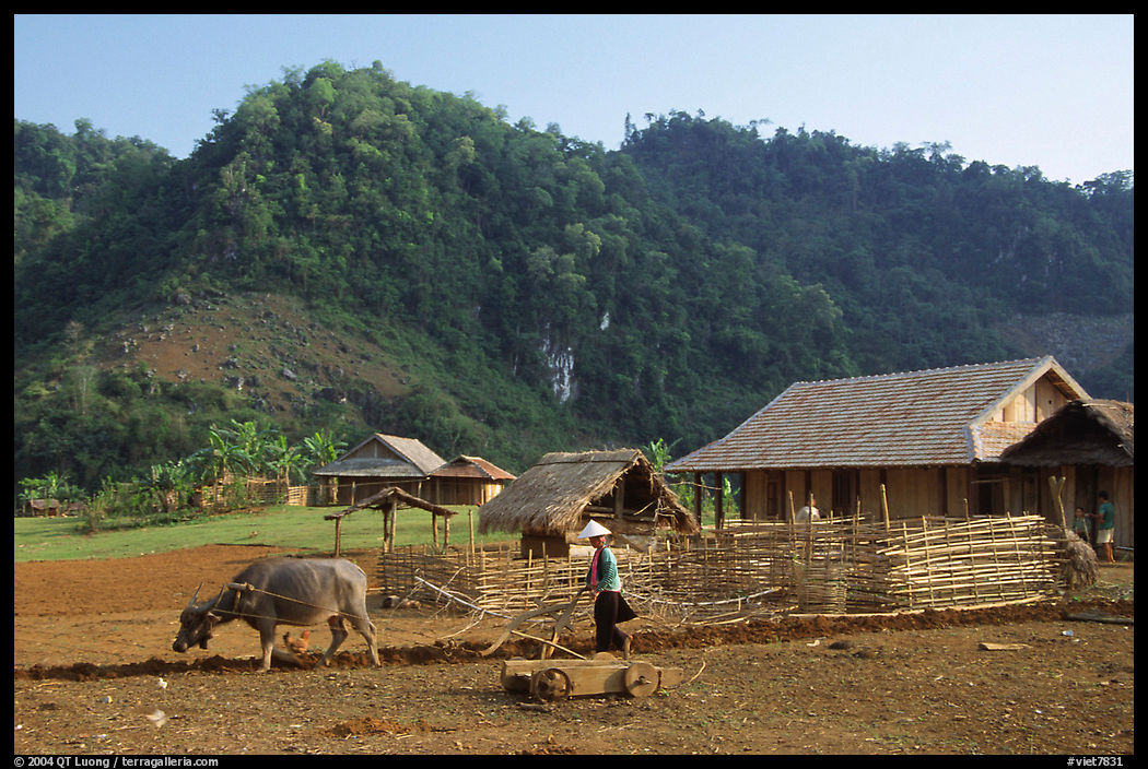Plowing the fields with a water buffalo, near Tuan Giao. Northwest Vietnam