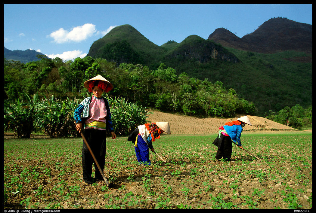Dzao women raking the fields, near Tuan Giao. Northwest Vietnam
