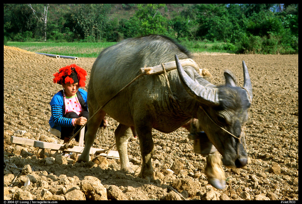 Dzao woman using a water buffao to plow a field, near Tuan Giao. Northwest Vietnam