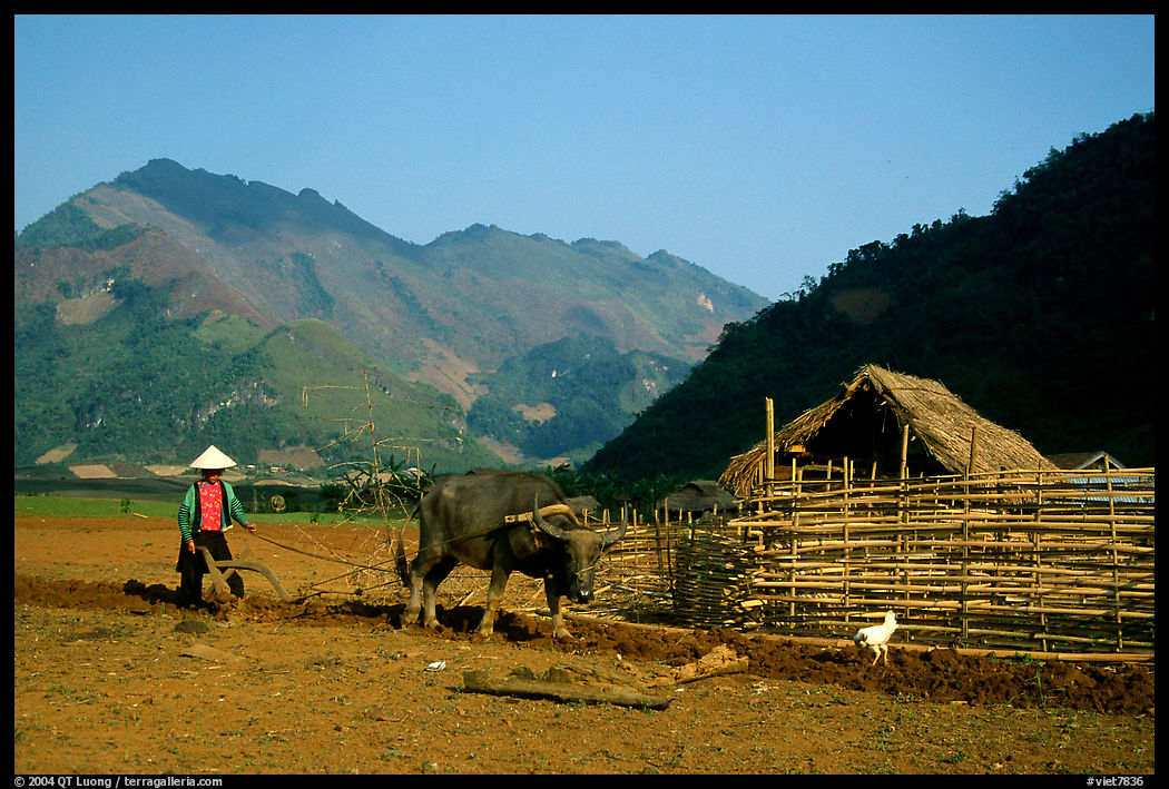 Plowing a field with a water buffalo close to a hut, near Tuan Giao. Northwest Vietnam