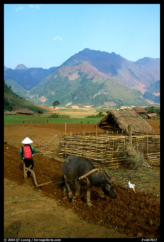 Woman plows a field  close to a hut, near Tuan Giao. Northwest Vietnam
