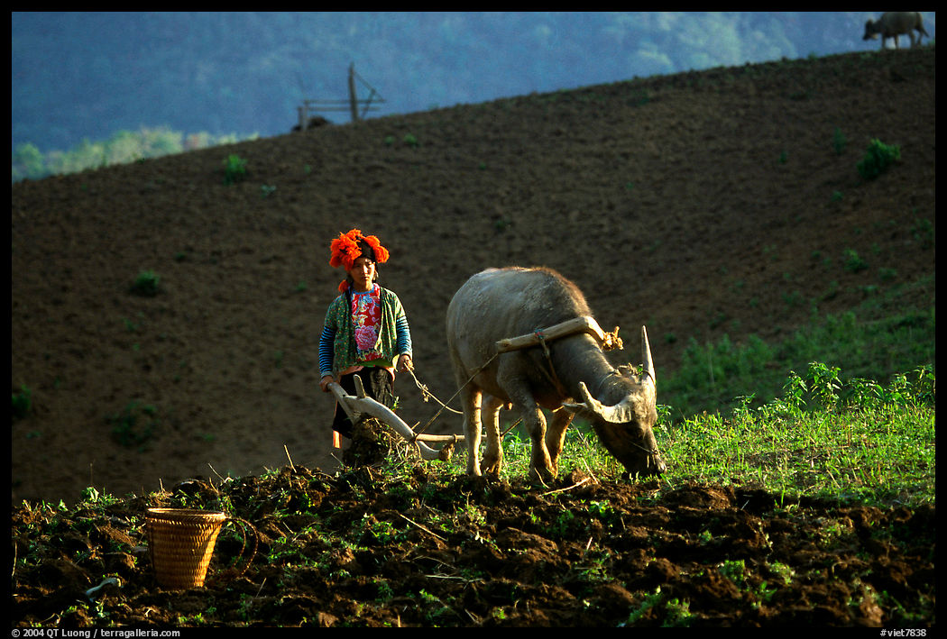 Dzao woman using a water buffao to plow a field, near Tuan Giao. Northwest Vietnam