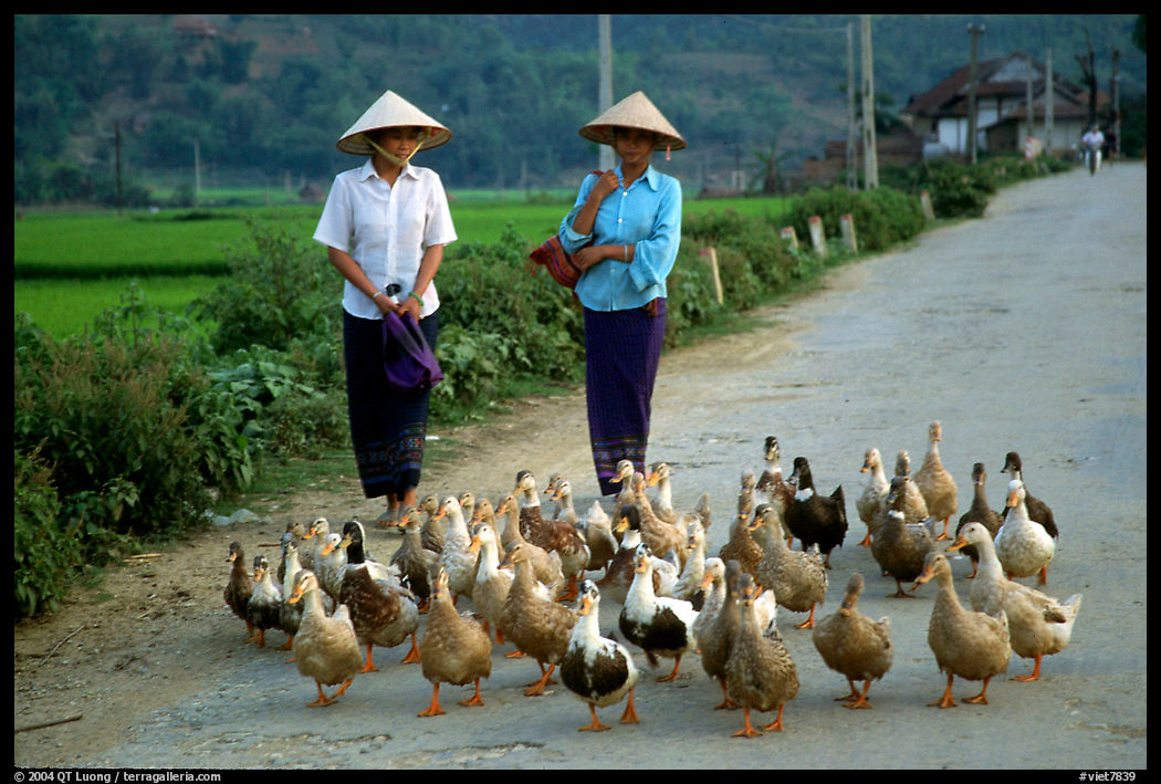 Thai women herding ducks, Tuan Giao. Northwest Vietnam