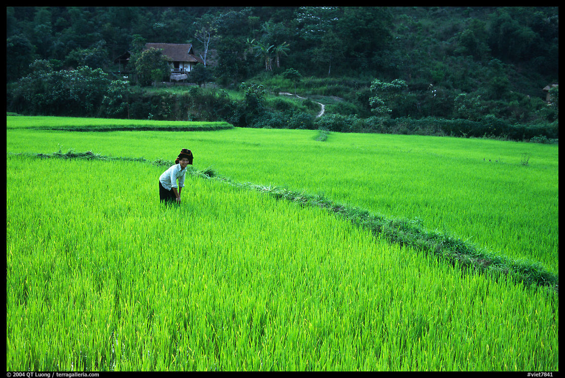 Thai woman tending to the rice fields, Tuan Giao. Northwest Vietnam