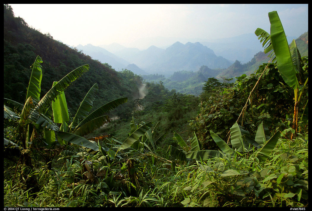 Banana leaves and mountains, between Lai Chau and Tam Duong. Northwest Vietnam