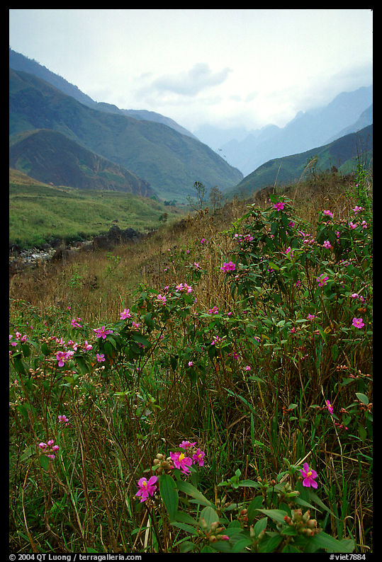 Wildflowers and mountains in the Tram Ton Pass area. Northwest Vietnam