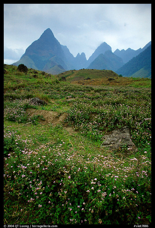 Wildflowers and peaks in the Tram Ton Pass area. Sapa, Vietnam