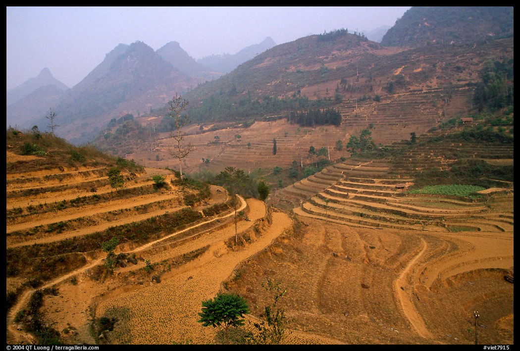 Dry cultivated terraces. Bac Ha, Vietnam