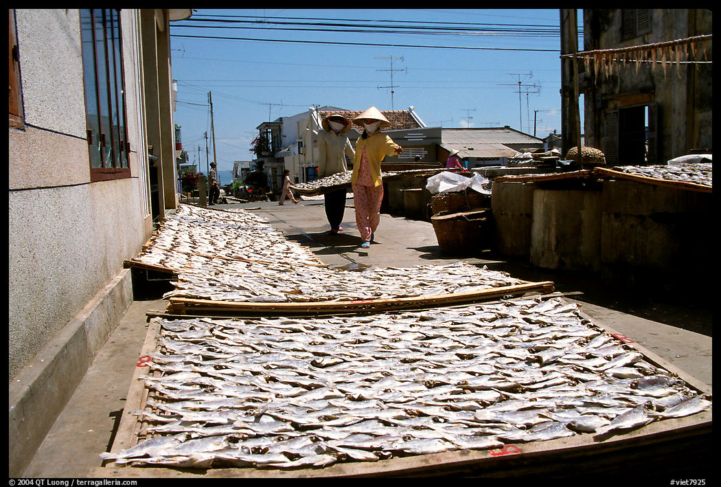 Women carrying a panel of dried fish. Vung Tau, Vietnam